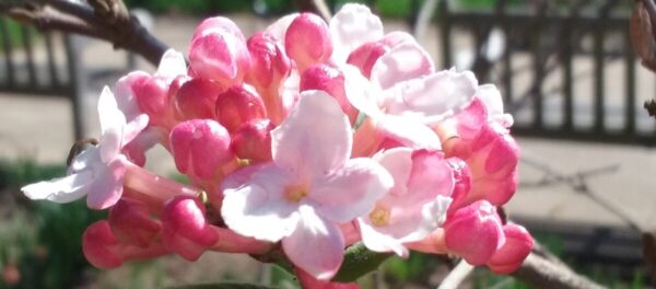 Flower Photograph - ePrint