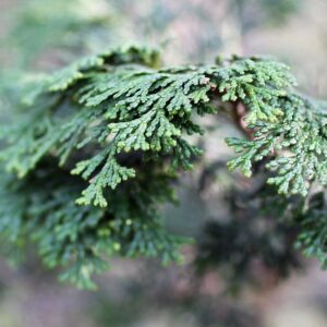 Nature Photograph - ePrint
